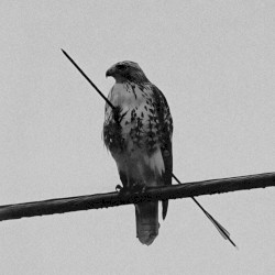 the birds don't sing, they scream in pain