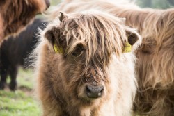 See Nothing Except the Apprehended