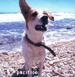 Pacifico