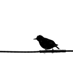 40 oiseaux (démos)