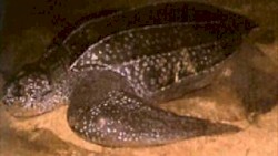 Inside (Jose Guerrero remix)