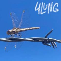 Barbed Wire Dragonfly