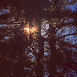 Carolina & Coppice Movements