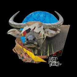 Water Buffalos