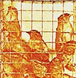 Migraine Inducers / Antagonistic Music (Complete Versions)