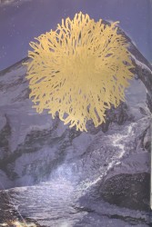 𝔗𝔄𝔖ℌℑ 𝔗𝔖𝔈𝔊𝔓𝔄