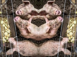 All Pigs With Snouts in the Trough
