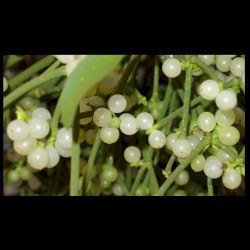 Mistletoe 2018