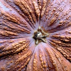 Hump’em and Dump’em 2020 / F.B.S.M.