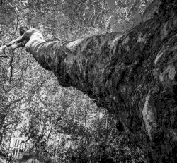 Edwards-Karlsen-Northover