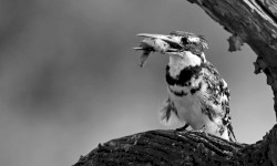 Some Dormanting and Some Dominating Sceneries From Wings of an Angel's Constantly Evolving Book of Dying