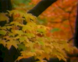 autumnal gloam