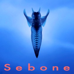 Sebone -脊椎盤-
