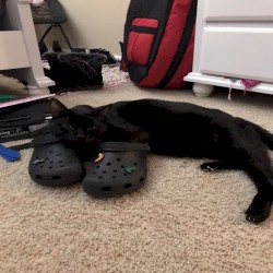 chronically online bitch