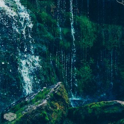 Moss