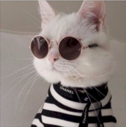 willow and emerson - in the benz in the benz with my friends in the benz (meowversion)