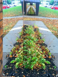 Murphy's Mushroom Farm