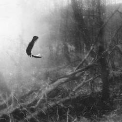 Spectral Birds