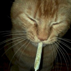 i am really unwell rn