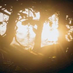 sunlight filtering through trees