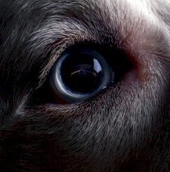 The Dark Side of the Moon Redux