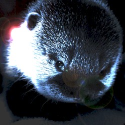 Sergeant Snuggle Otter