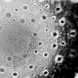 Live at Cultural Center Jan van der Noot, Brecht Belgium. October 20th 2000