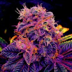 Tarte à la myrtille