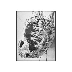 Nest of the Paper Hornet