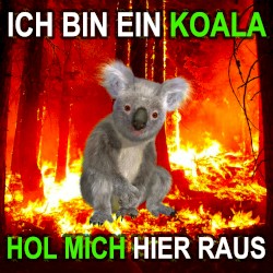 Ich bin ein Koala hol mich hier raus
