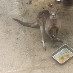 kangaroo