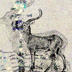 Navsegda