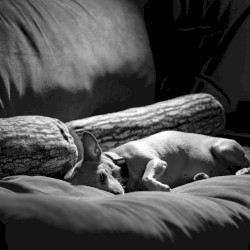 Missing Letter Claim