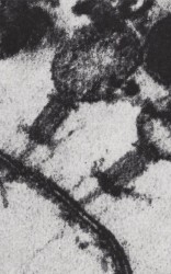 The Concentration of Brown Owls