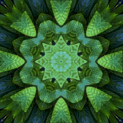 Madre de las plantas