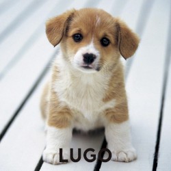 Dog Days