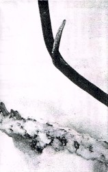 On Virgin Wasteland (Demo XXV)