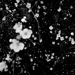 Caballos de la noche (La foca)