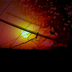 bacillus anthracis and the melancholy of it all