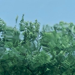 Let’s Move Slowly to Another Tree