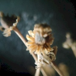 ligihuwivi