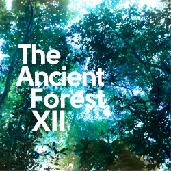 The Ancient Forest XII