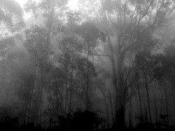 To a Vestige of Purest Light