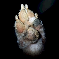 Paw