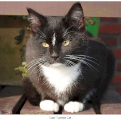 color bars bossa nova