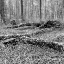 Wandering in a Lost Forest II