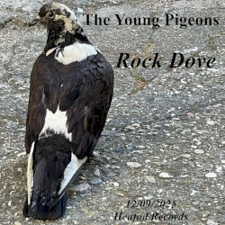 Rock Dove