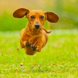 Intro To Walking Dogs 101