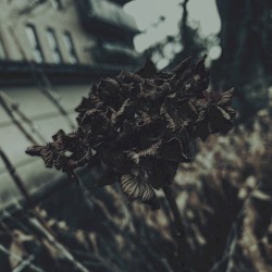 view of life and death