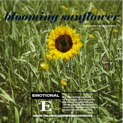 Blooming Sunflower